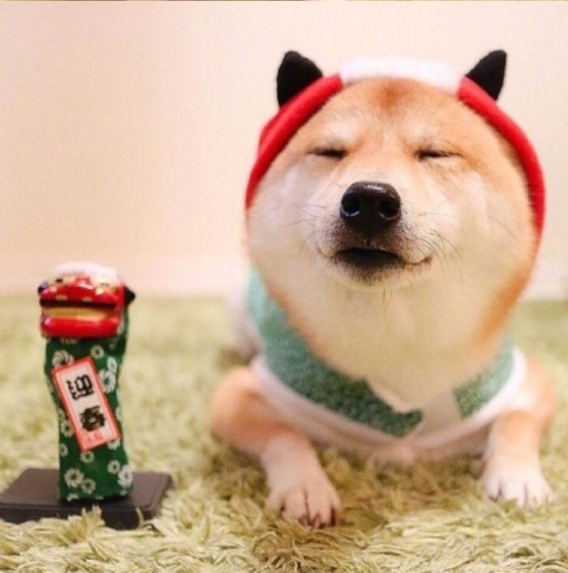 萌宠狗狗图片_可爱柴犬图片