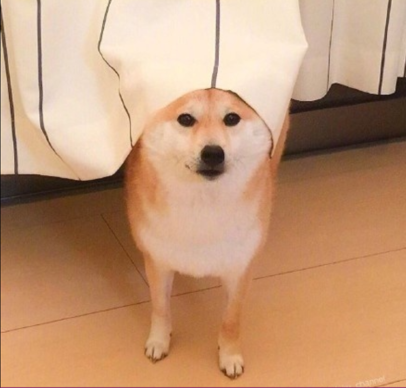 萌宠狗狗图片_可爱柴犬图片