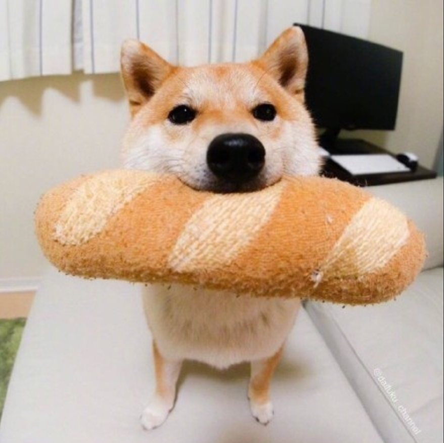 萌宠狗狗图片_可爱柴犬图片