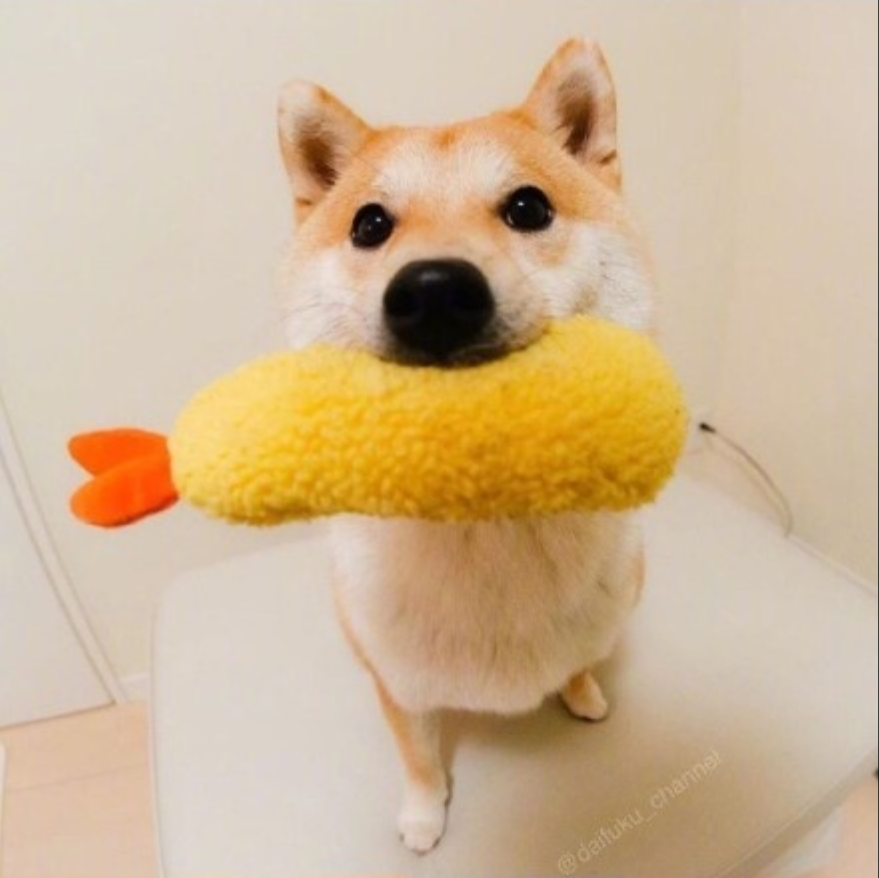 萌宠狗狗图片_可爱柴犬图片