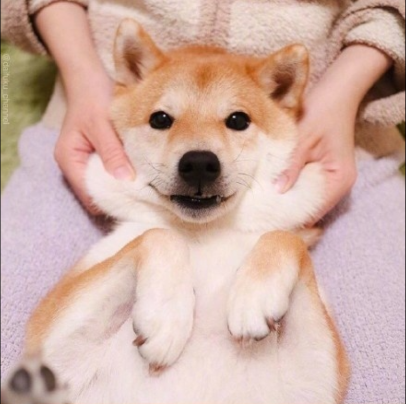 萌宠狗狗图片_可爱柴犬图片