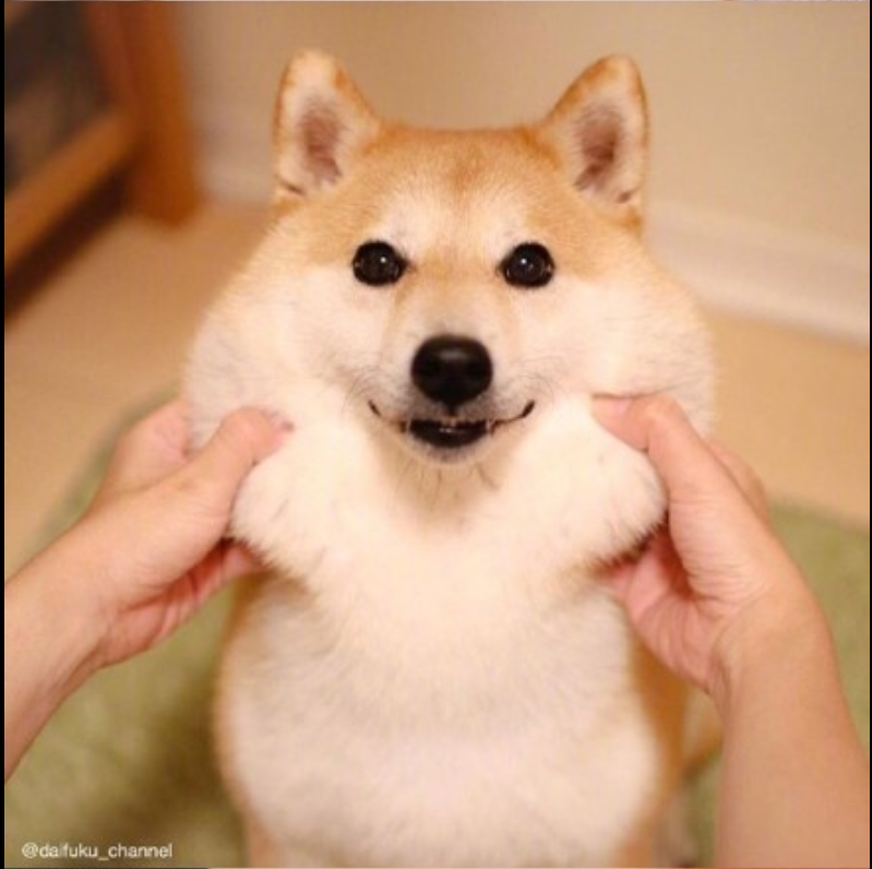 萌宠狗狗图片_可爱柴犬图片
