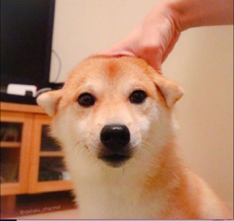 萌宠狗狗图片_可爱柴犬图片