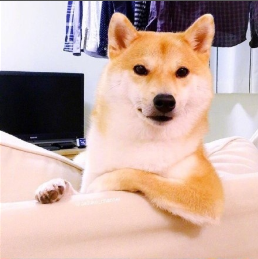萌宠狗狗图片_可爱柴犬图片