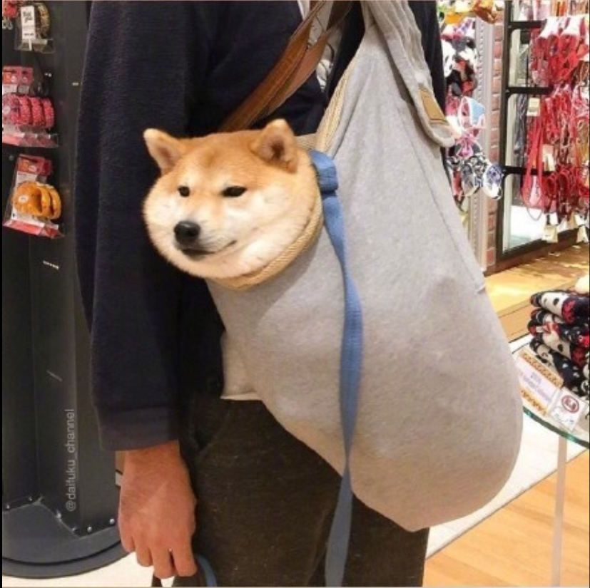 萌宠狗狗图片_可爱柴犬图片