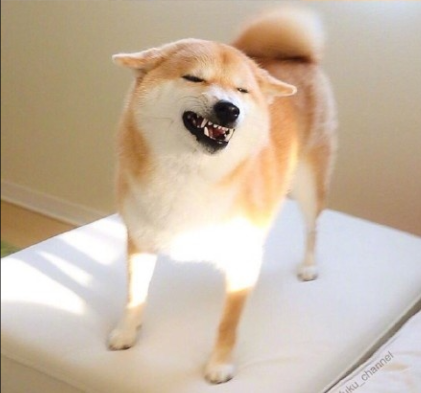 萌宠狗狗图片_可爱柴犬图片