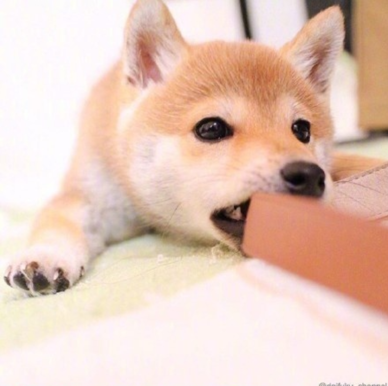 萌宠狗狗图片_可爱柴犬图片