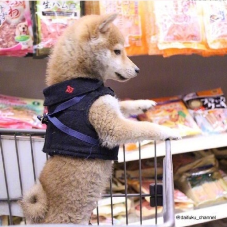 萌宠狗狗图片_可爱柴犬图片