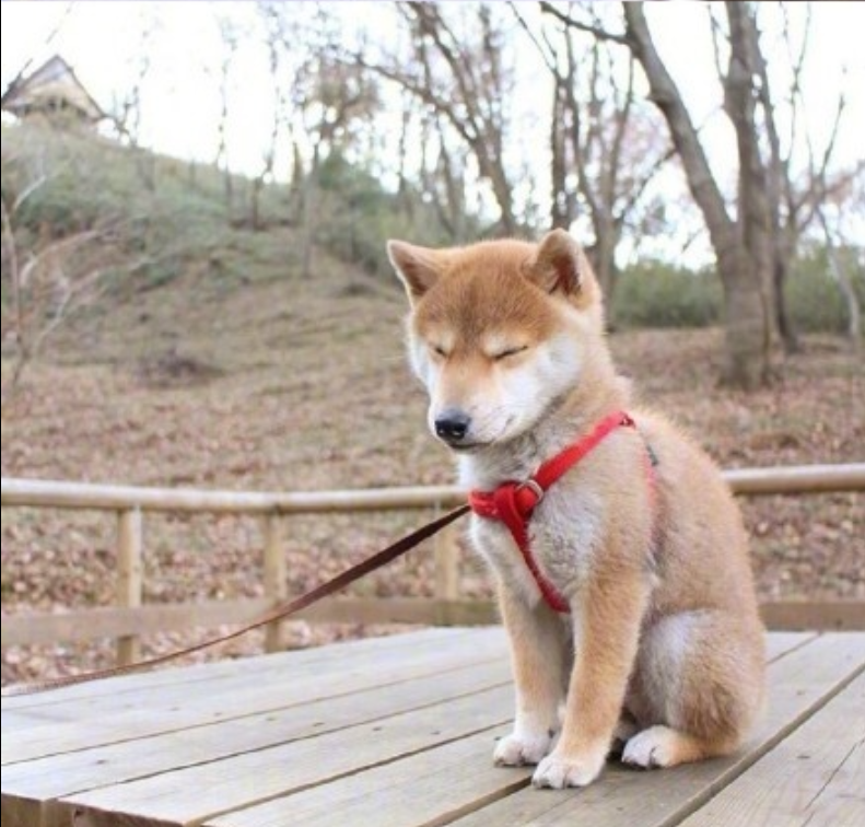 萌宠狗狗图片_可爱柴犬图片