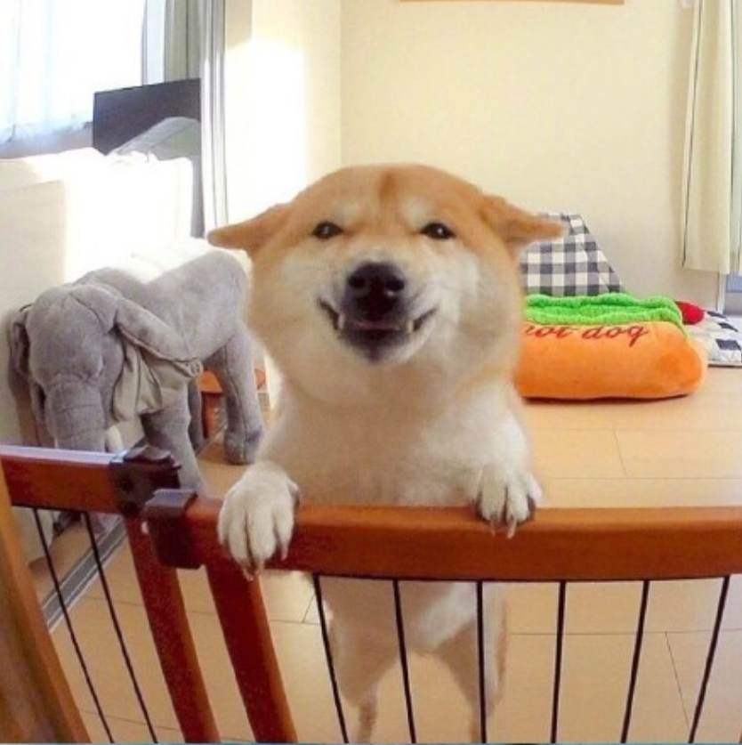 萌宠狗狗图片_可爱柴犬图片