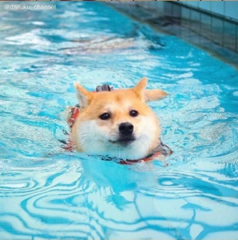 萌宠狗狗图片_可爱柴犬图片