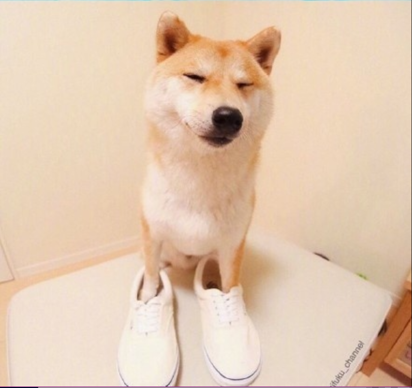 萌宠狗狗图片_可爱柴犬图片