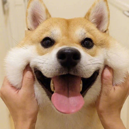 萌宠狗狗图片_可爱柴犬表情包图片