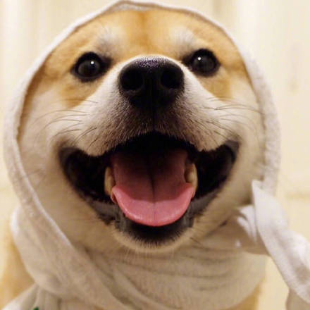 萌宠狗狗图片_可爱柴犬表情包图片