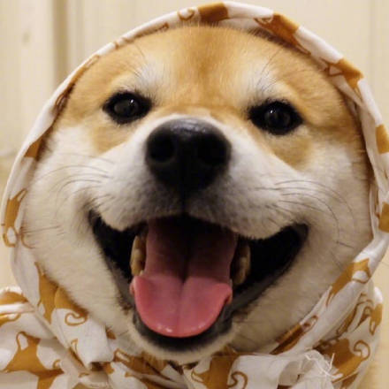 萌宠狗狗图片_可爱柴犬表情包图片