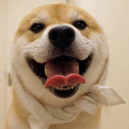 萌宠狗狗图片_可爱柴犬表情包图片