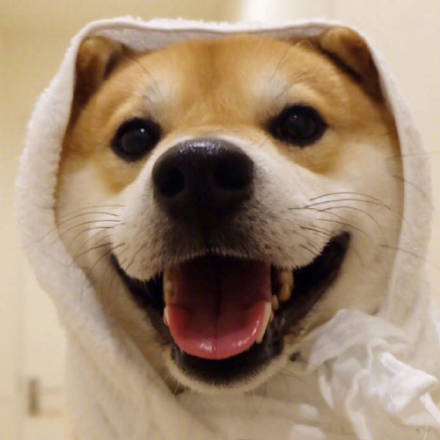 萌宠狗狗图片_可爱柴犬表情包图片