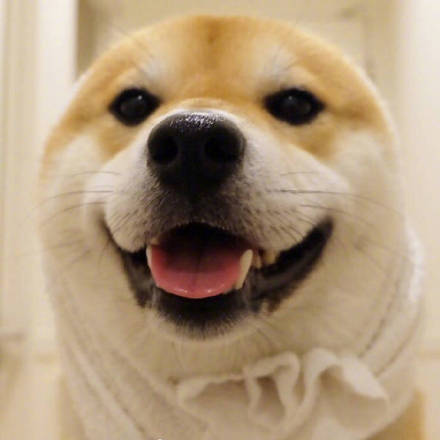 萌宠狗狗图片_可爱柴犬表情包图片