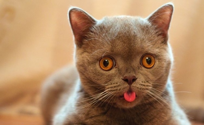 萌宠喵星人图片_猫咪们的吐舌杀
