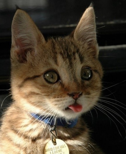 萌宠喵星人图片_猫咪们的吐舌杀