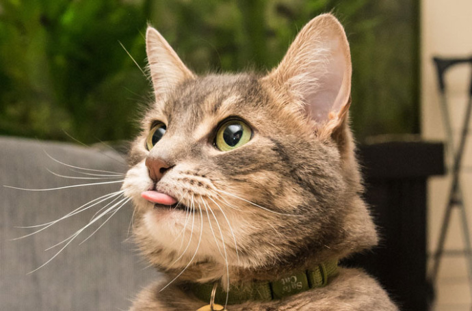 萌宠喵星人图片_猫咪们的吐舌杀