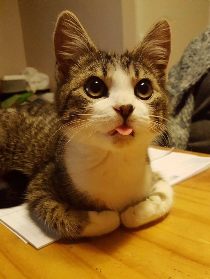 萌宠喵星人图片_猫咪们的吐舌杀