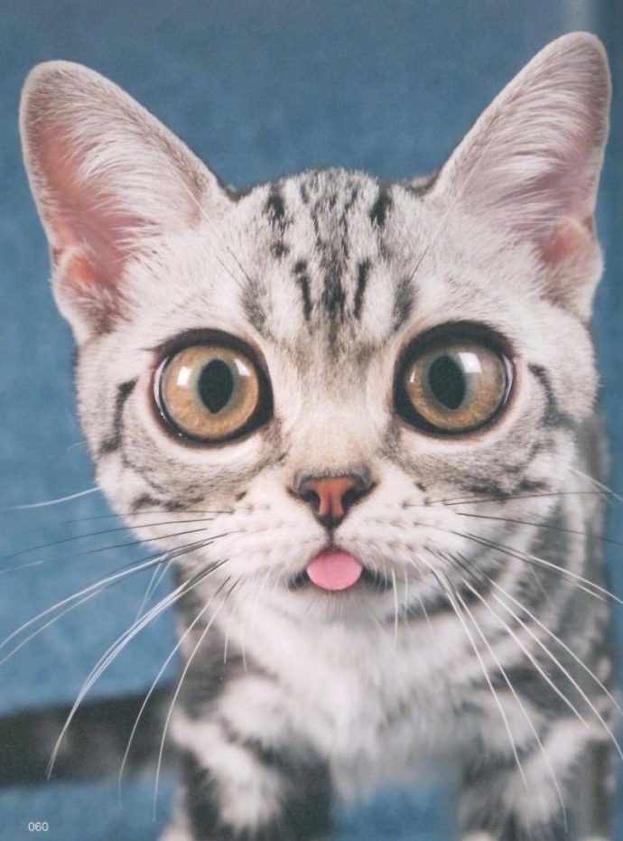 萌宠喵星人图片_猫咪们的吐舌杀