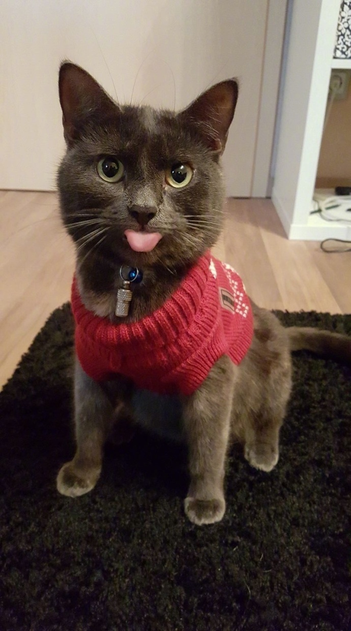 萌宠喵星人图片_猫咪们的吐舌杀