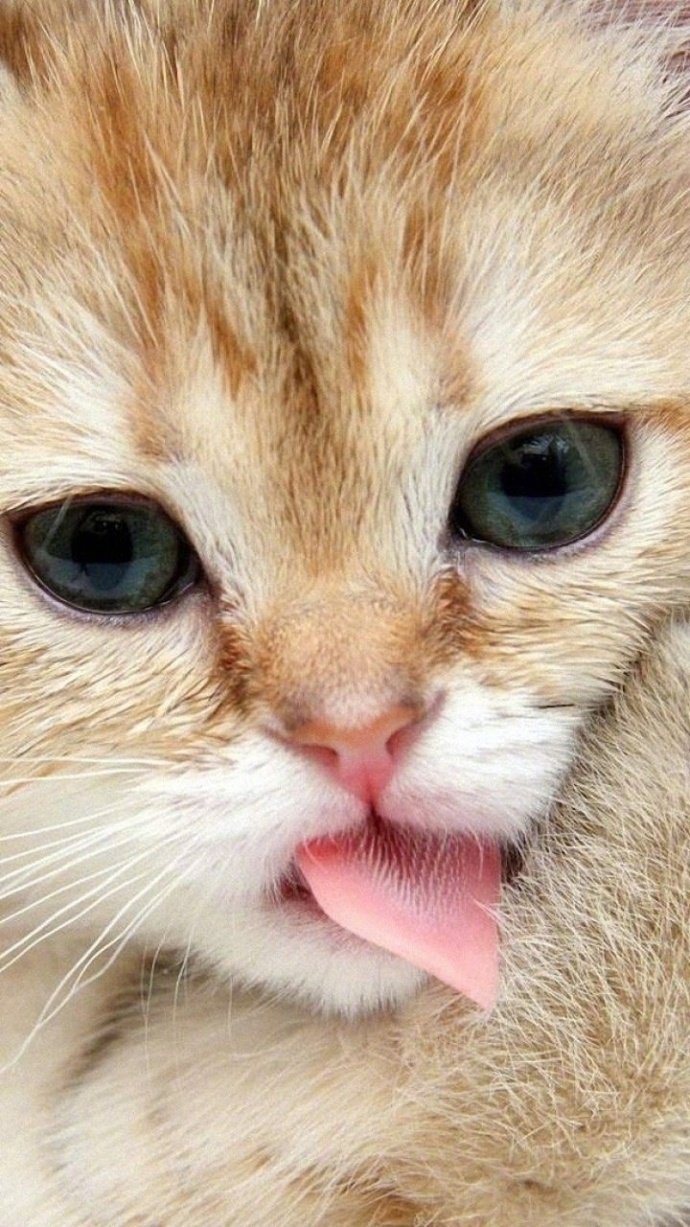萌宠喵星人图片_猫咪们的吐舌杀