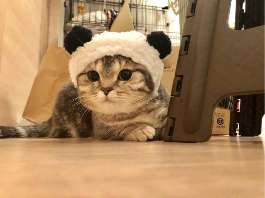 萌宠喵星人图片_小短腿猫的日常萌图