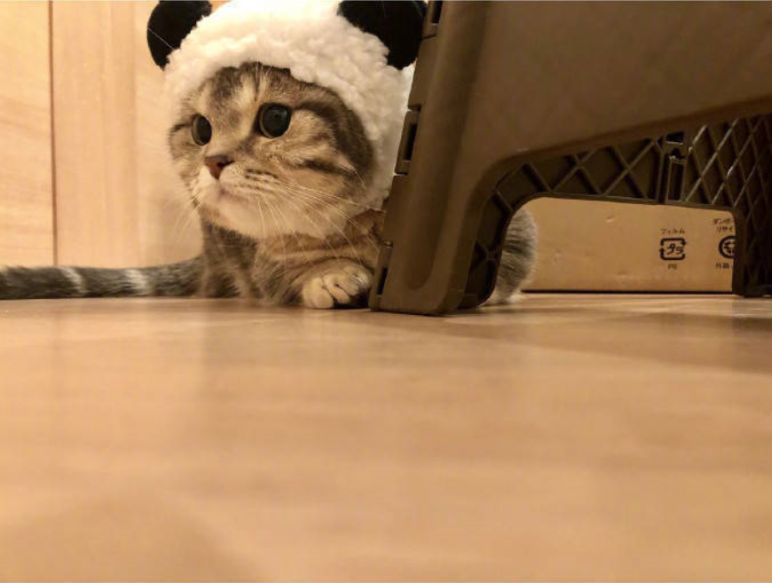 萌宠喵星人图片_小短腿猫的日常萌图