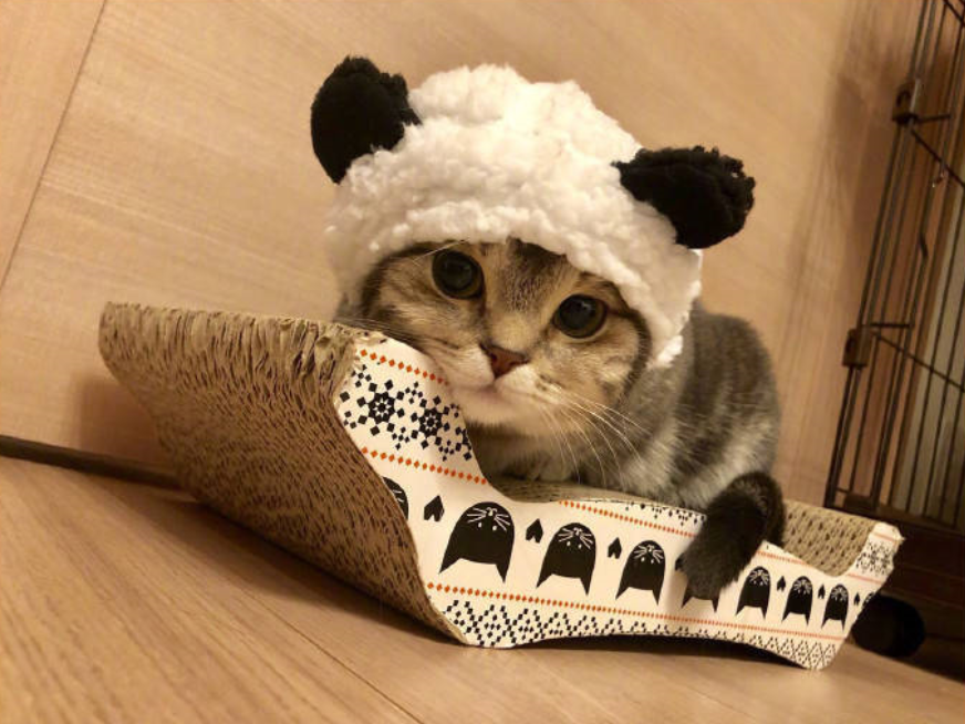 萌宠喵星人图片_小短腿猫的日常萌图