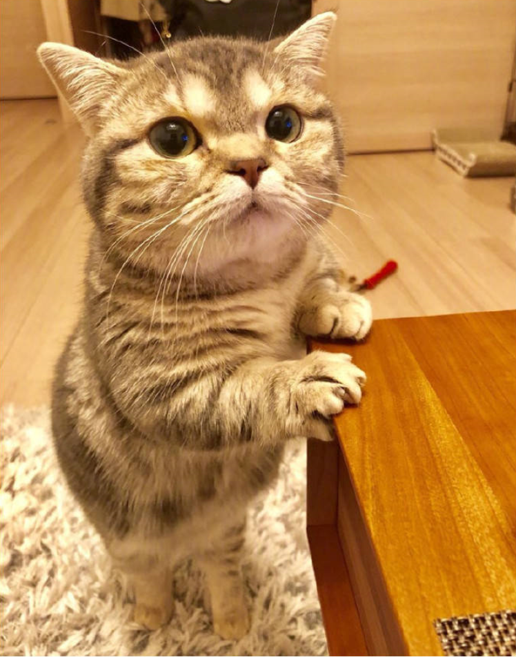 萌宠喵星人图片_小短腿猫的日常萌图