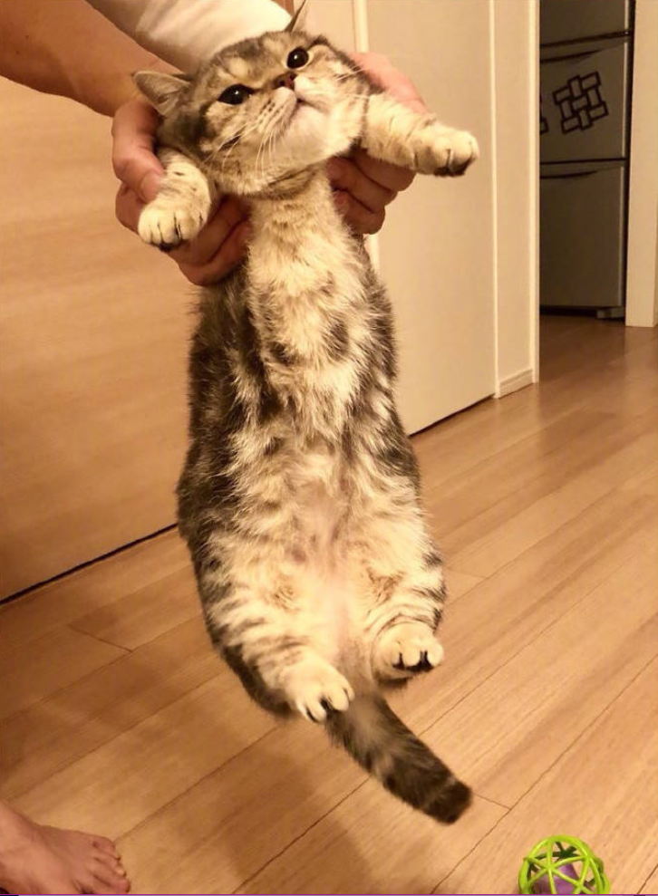 萌宠喵星人图片_小短腿猫的日常萌图