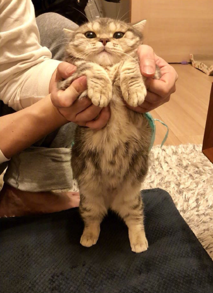萌宠喵星人图片_小短腿猫的日常萌图