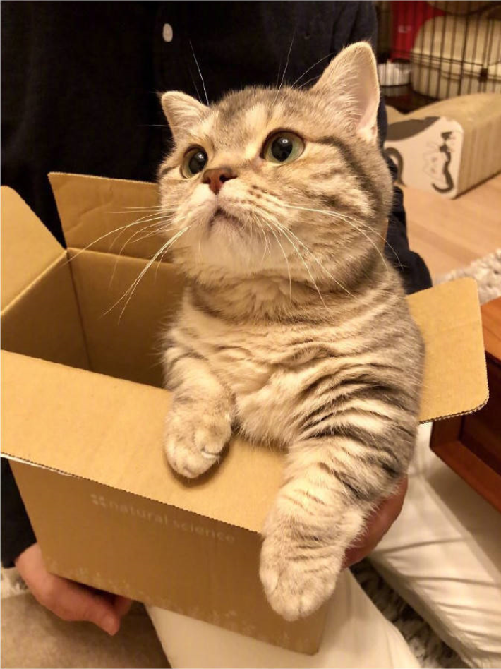 萌宠喵星人图片_小短腿猫的日常萌图