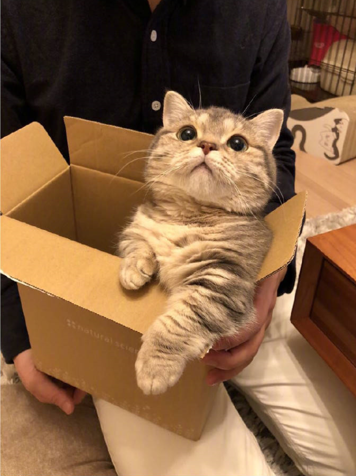 萌宠喵星人图片_小短腿猫的日常萌图