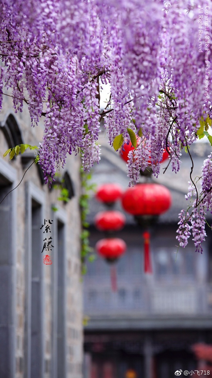 2018年度流行色紫藤花开美图