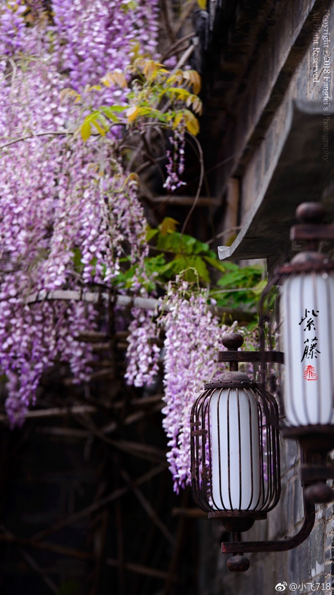 2018年度流行色紫藤花开美图