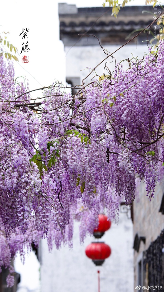 2018年度流行色紫藤花开美图
