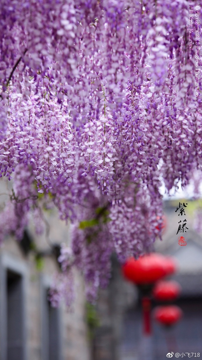 2018年度流行色紫藤花开美图