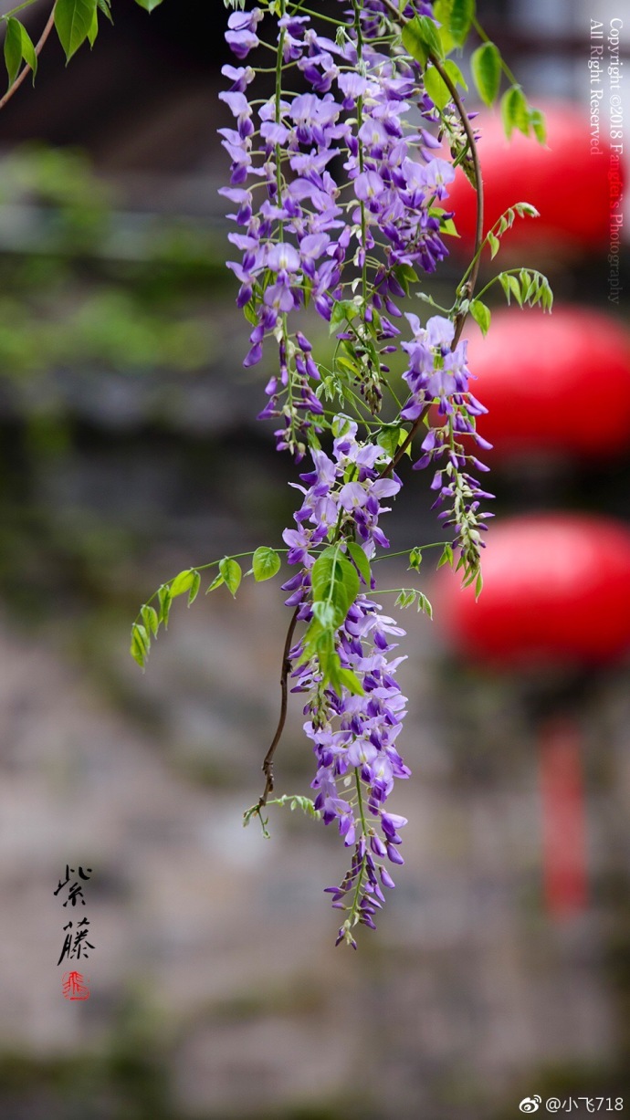 2018年度流行色紫藤花开美图