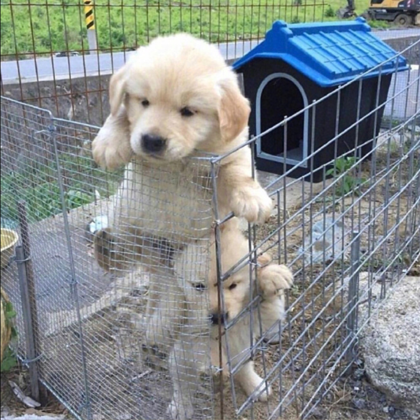 萌宠狗狗图片_小金毛萌图