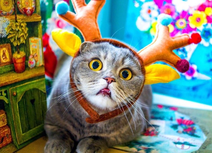 萌宠喵星人图片_惊吓猫Melissa时时刻刻都是一幅
