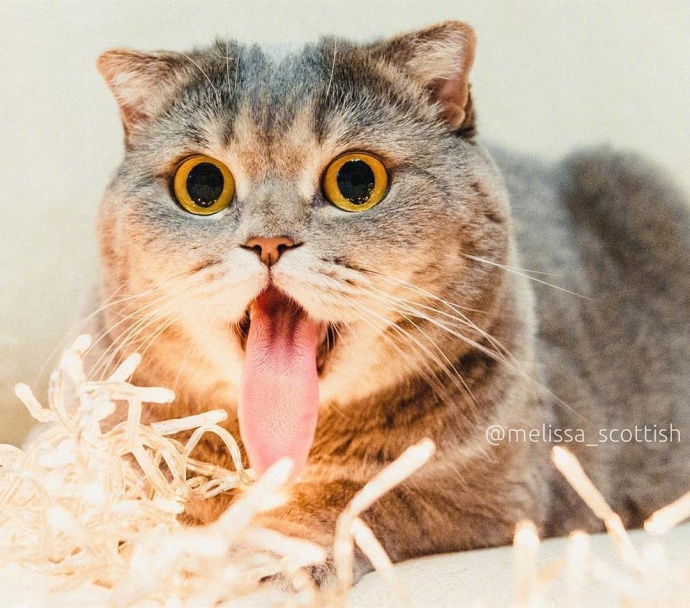 萌宠喵星人图片_惊吓猫Melissa时时刻刻都是一幅
