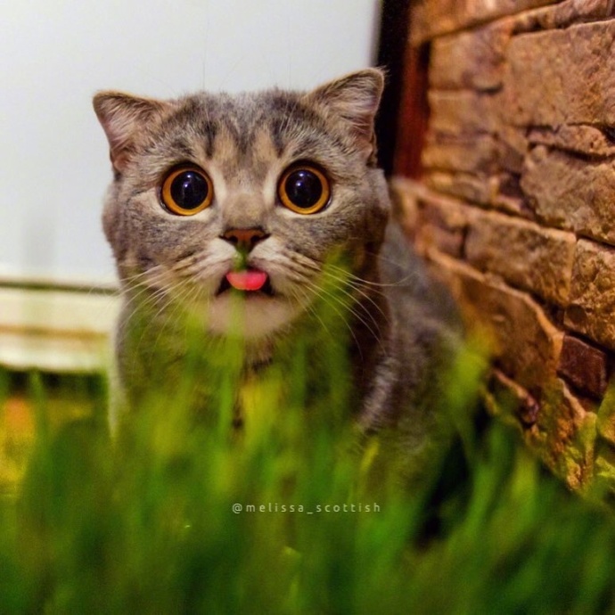 萌宠喵星人图片_惊吓猫Melissa时时刻刻都是一幅
