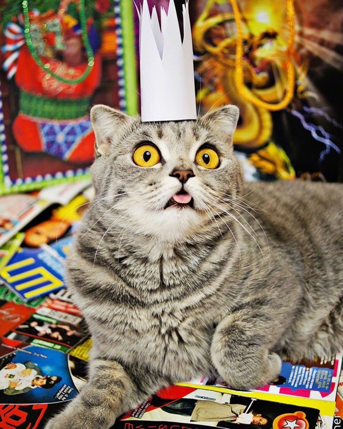 萌宠喵星人图片_惊吓猫Melissa时时刻刻都是一幅
