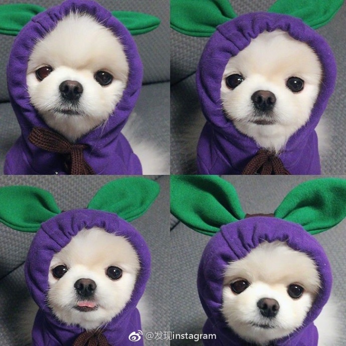 萌宠狗狗图片_超可爱的偷心贼小博美图片