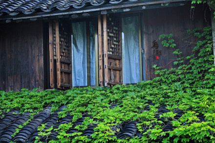乌镇风景图片_枕水人家,似水年华