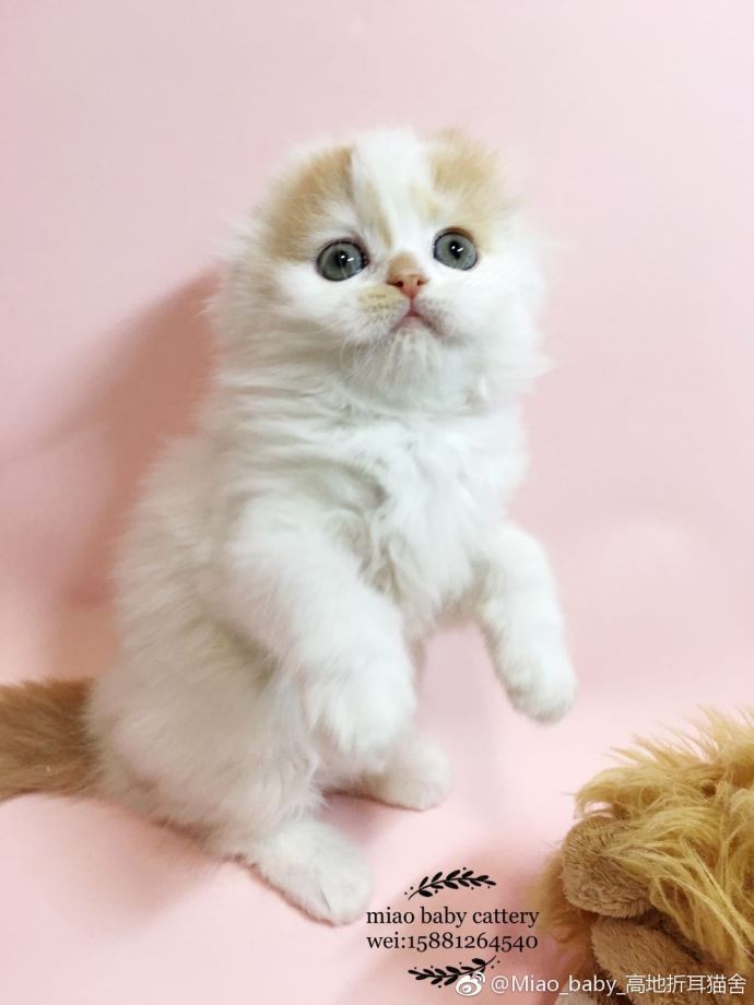 萌宠喵星人图片_超高颜值苏格兰折耳猫咪萌图
